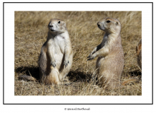 CHIEN DE PRAIRIE AU DEVILS TOWER