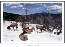 Wapitis dans le parc National de Yellowstone