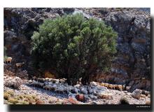 Pastorale cretois