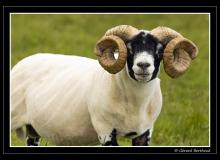 Belier ecossais