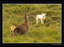 Biche sur l'ile d'Arran