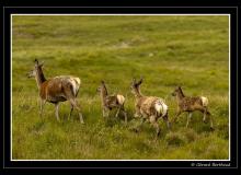 Biches sur l'ile d'Arran