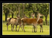 Biches sur l'ile d'Arran