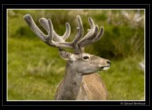Cerfs sur l'ile d'Arran