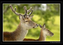 Cerf et biche sur l'ile d'Arran