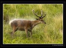Cerf sur l'ile d'Arran