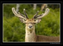 Cerf sur l'ile d'Arran