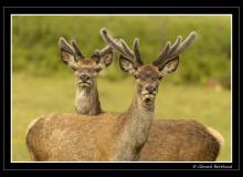 Cerfs sur l'ile d'Arran