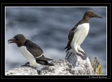 Guillemot et pingouin torda
