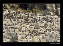 Colonie de guillemots sur l'ile de May