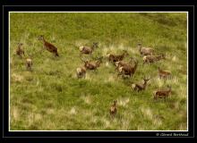 Harde de cerfs sur l'ile d'Arran