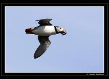 Puffin ou macareux