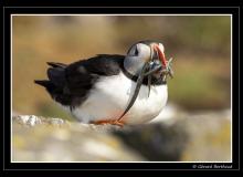 Puffin ou macareux