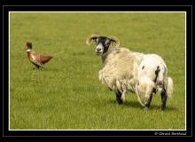 Mouton et faisan