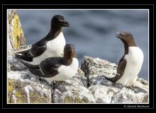 Guillemots
