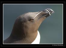 Pingouin torda
