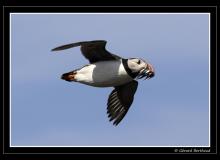 Puffin ou macareux