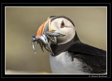 Puffin ou macareux