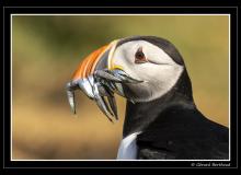Puffin ou macareux