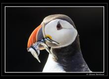 Puffin ou macareux