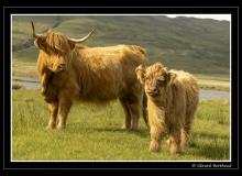 Vache highlandaise