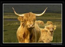 Vache highlandaise