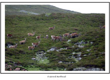 Troupeau de cerfs a Braemear (Ecosse)