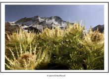 Weisshorn