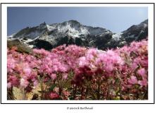 Weisshorn