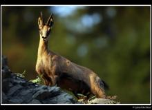 Chamois