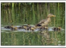 Canard colvert