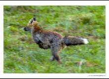 Renard