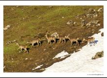 Cerf