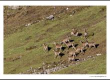 Cerf
