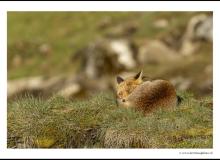 Renard