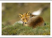 Renard