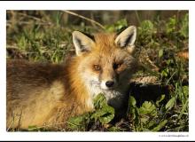 Renard