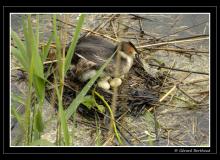 Grebe huppee