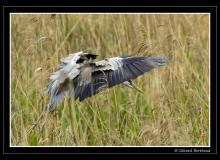 Heron cendre
