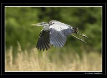 Heron cendre