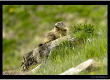 Marmotte