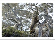 Bouquetin