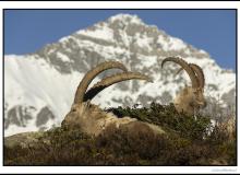 Bouquetin