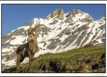 Bouquetin