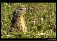 Marmotte