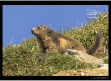 Marmotte