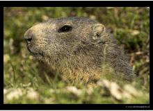 Marmotte