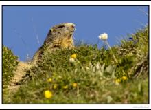 Marmotte