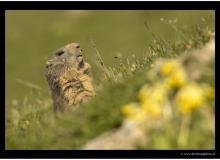 Marmotte