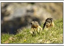 Marmotte